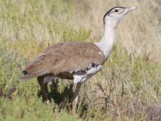 Australian Bustard