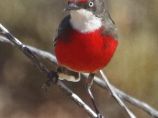 Crimson Chat