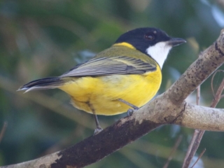 Golden Whistler