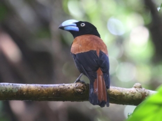Helmet Vanga – Masoala Peninsula, Madagascar, 2018 Helmet Vanga – Masoala Peninsula, Madagascar, 2018