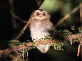 Long-whiskered Owlet – Abra Patricia, North Peru, 2012 Long-whiskered Owlet – Abra Patricia, North Peru, 2012