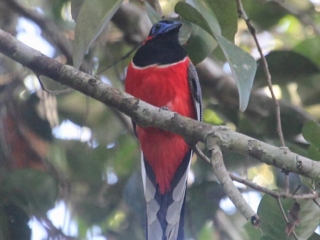 Red-naped Trogon – Way Kambas, Sumatra, 2016 Red-naped Trogon – Way Kambas, Sumatra, 2016