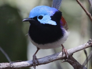 Variegated Fairy-wren Variegated Fairy Wren