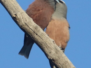 White-browed Woodswallows
