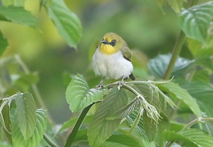 Black-ringed White-eye
