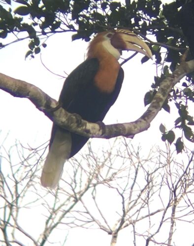 Blyth's Hornbill
