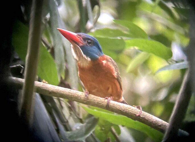 Green-backed Kingfisher