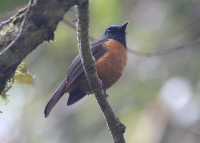 Hoevell's Blue Flycatcher
