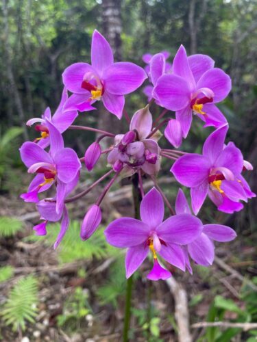 'Spathoglottis' orchid