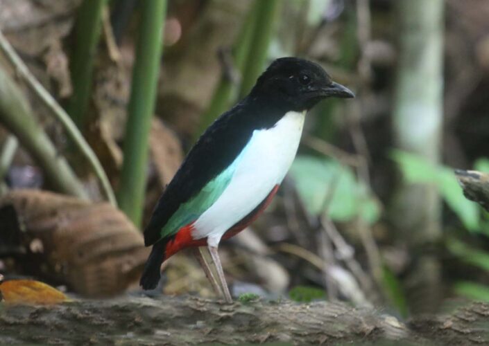 Ivory-breasted Pitta