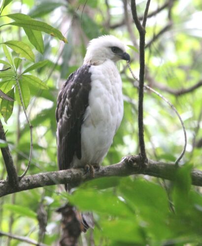 Juv Sulawesi Hawk-Eagle