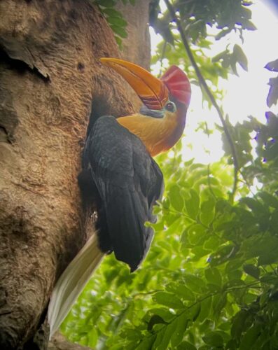 Knobbed Hornbill