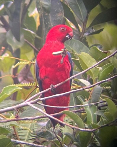 Moluccan King-Parrot