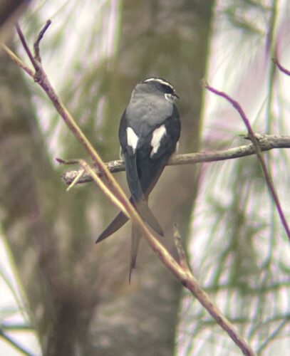 Moustached Tree-Swift