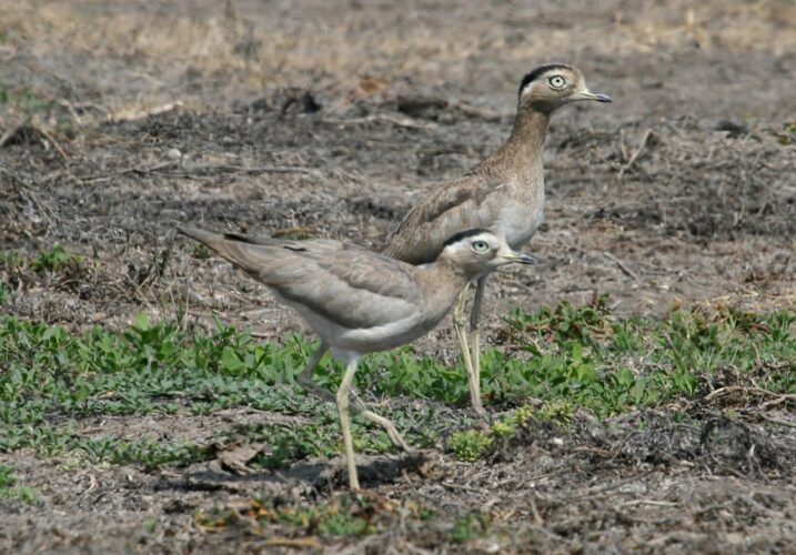 Peruvian Thick-knees