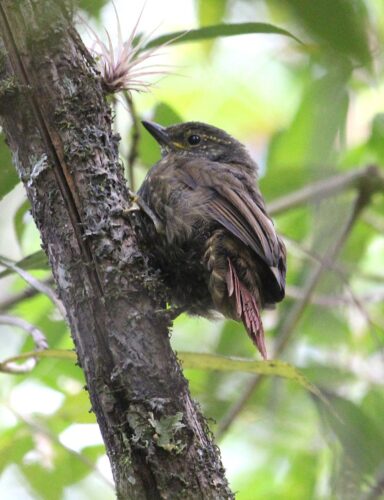 Rusty-winged Barbtail