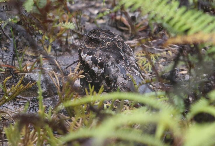 Satanic Nightjar