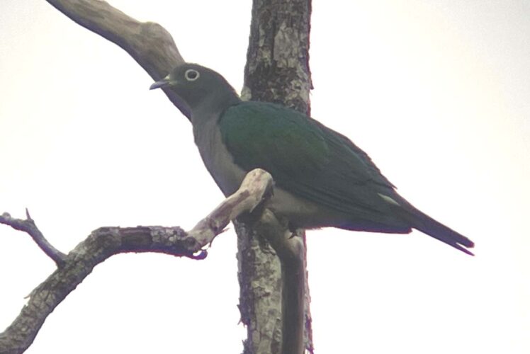 Spectacled Imperial Pigeon