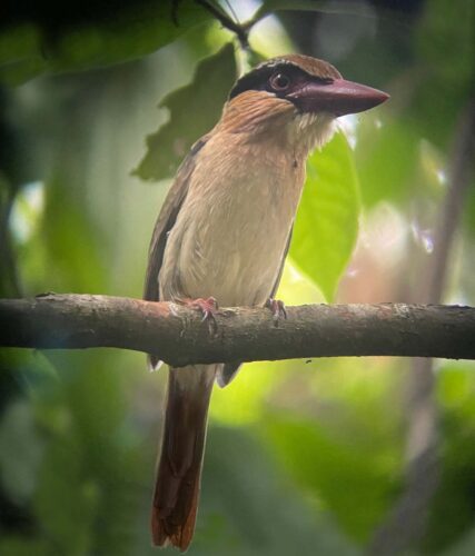 Sulawesi Lilac Kingfisher