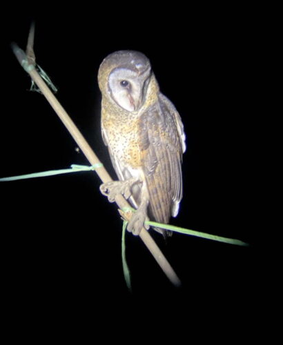 Sulawesi Masked Owl