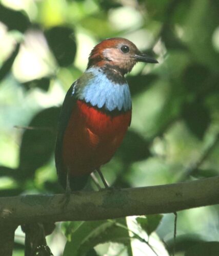 Sulawesi Pitta