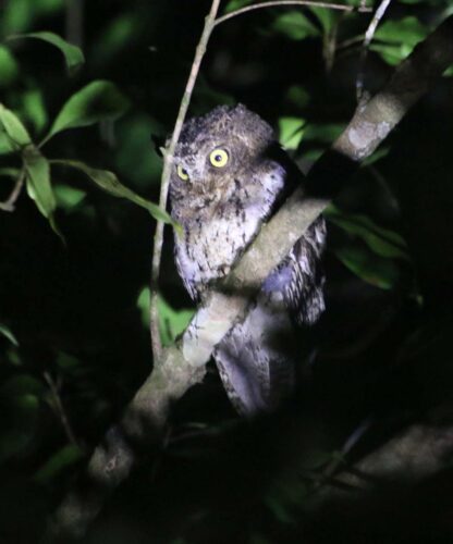 Sulawesi Scops Owl 1