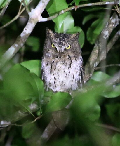 Sulawesi Scops Owl 2