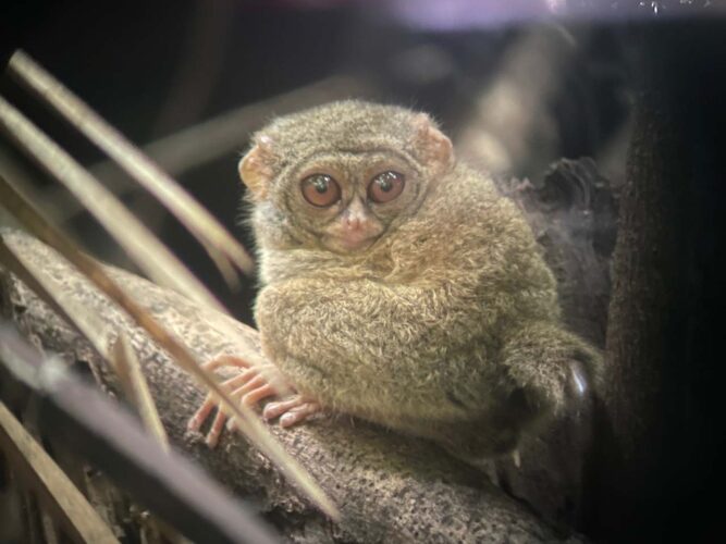 Sulawesi Tarsier