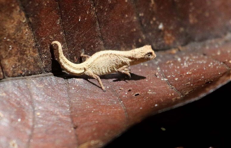 Antongil Leaf-Chameleon