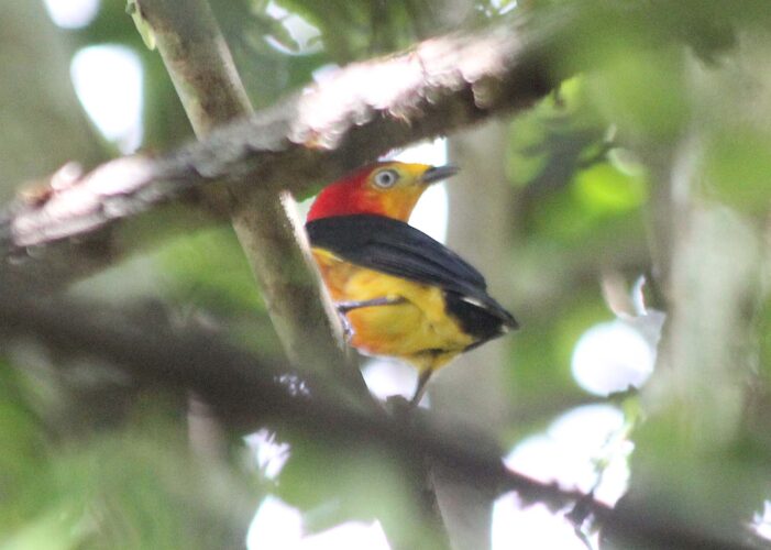 Band-tailed Manakin