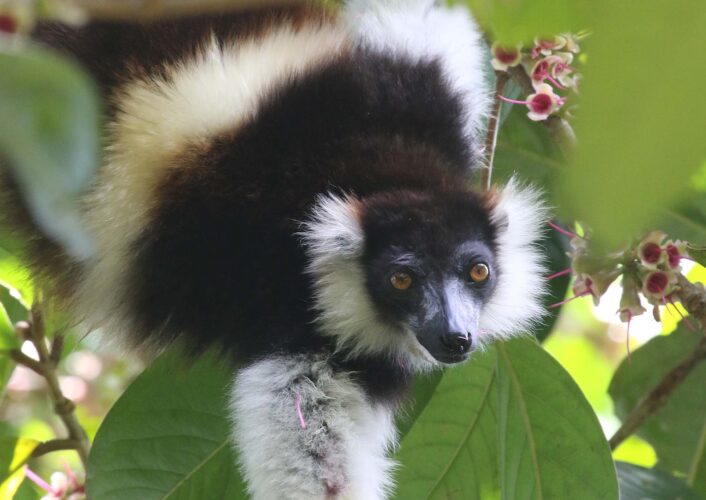 Black-and-White Ruffed Lemur