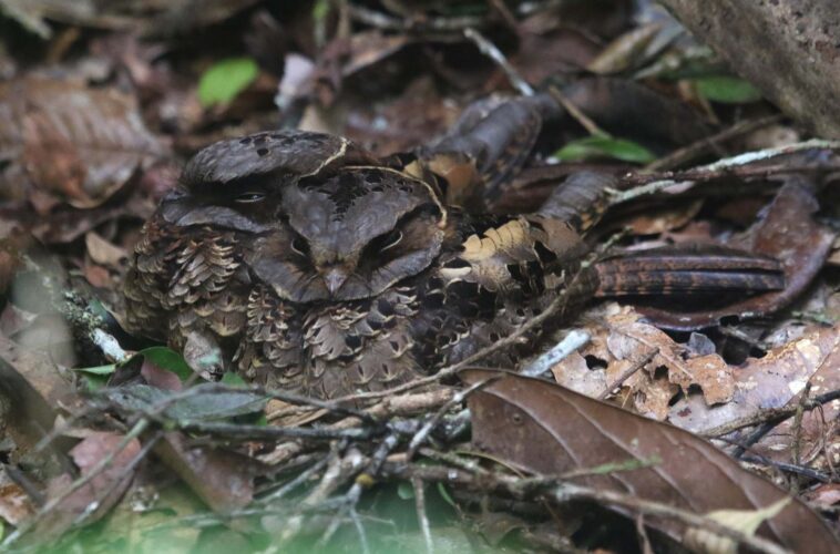 Collared Nightjars