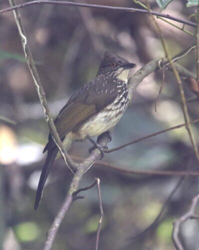Cream-striped Bulbul