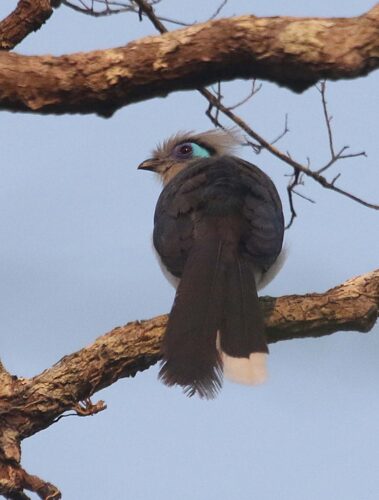 Crested Coua