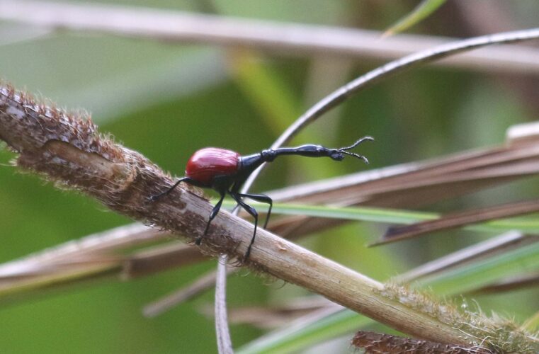 Giraffe-necked Weevil