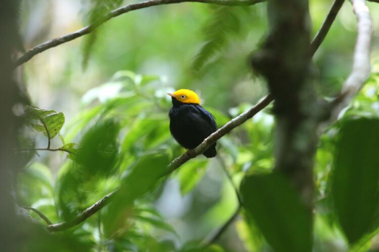 Golden-headed Manakin