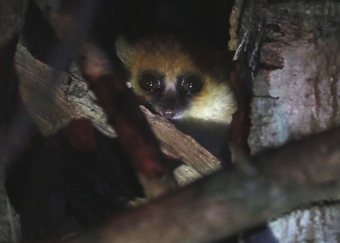 Goodman’s Mouse Lemur