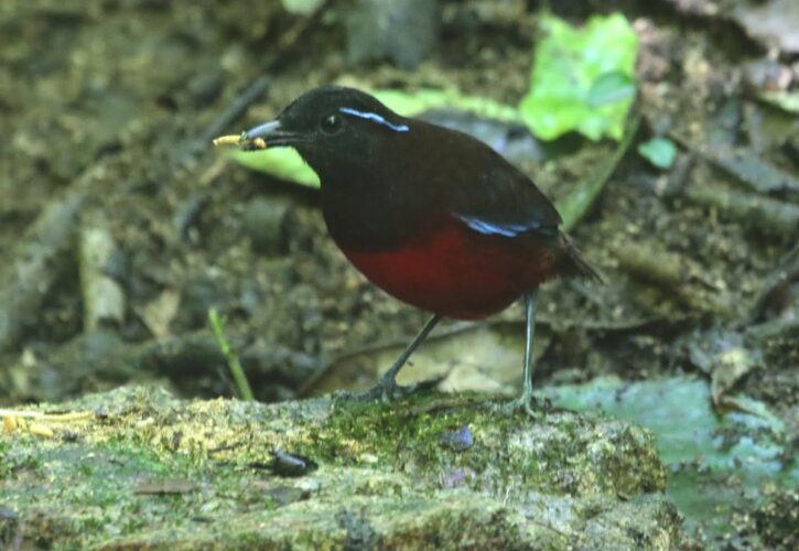 Graceful Pitta 1