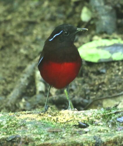 Graceful Pitta 2