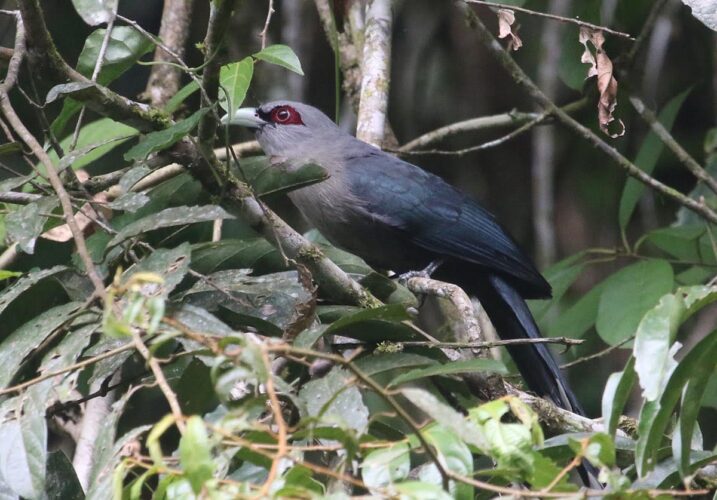 Green-billed Malkoha