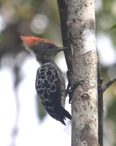 Grey & Buff Woodpecker