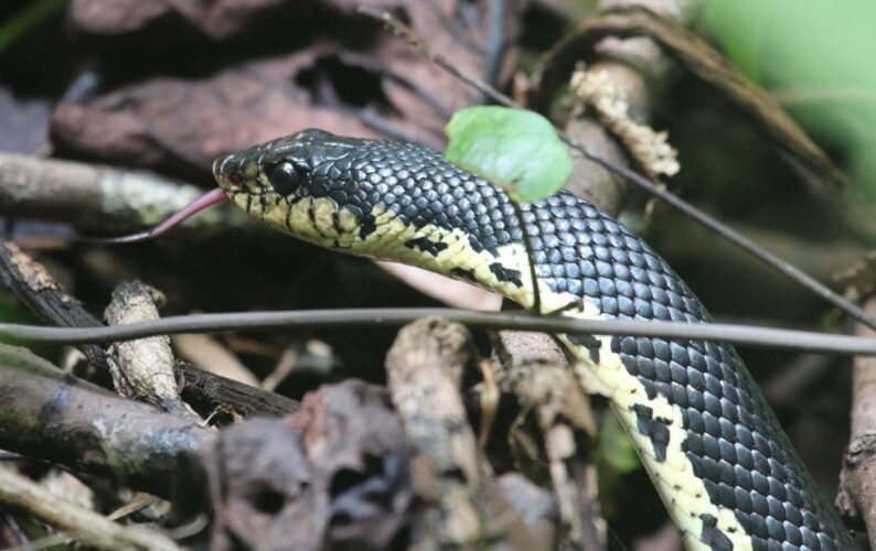 Hog-nosed Snake