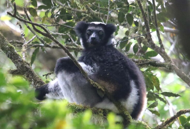 Indri