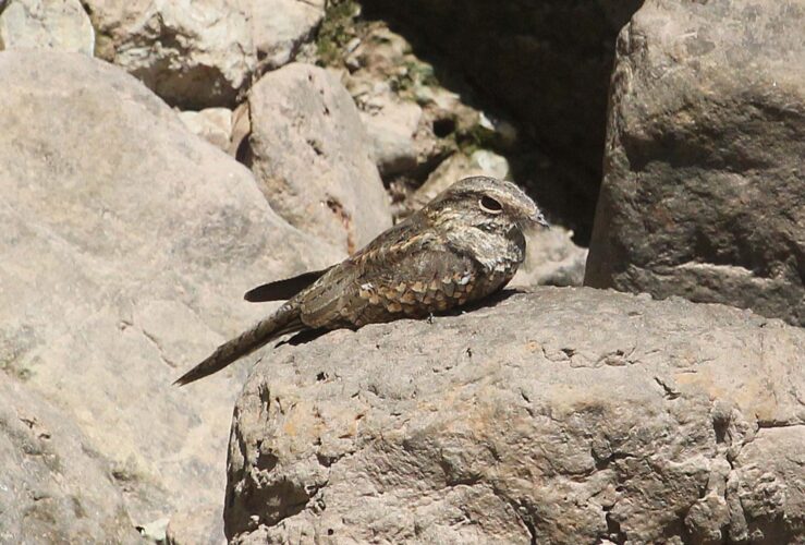 Ladder-tailed Nightjar