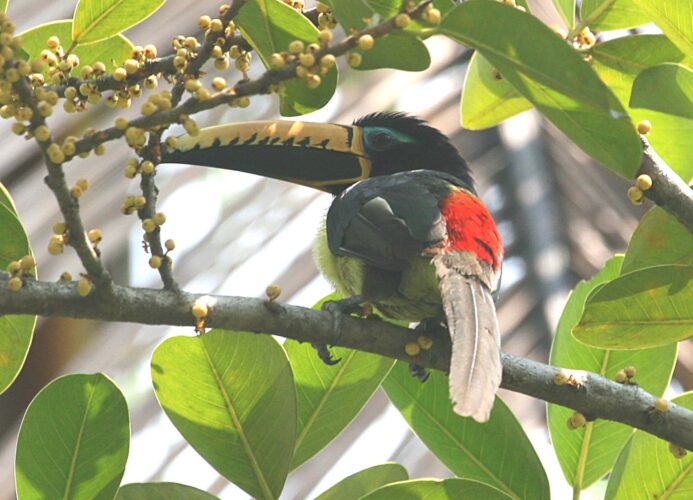 Lettered Aracari