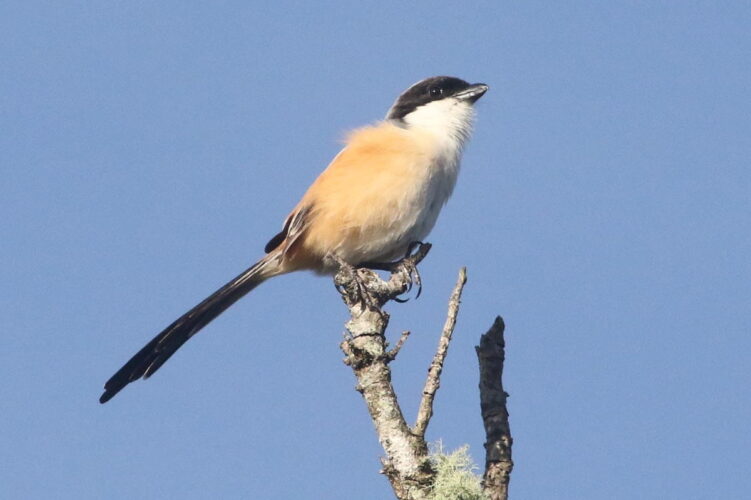 Long-tailed Shrike