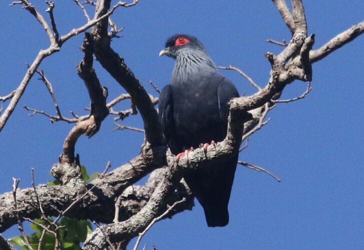Madagascar Blue Pigeon