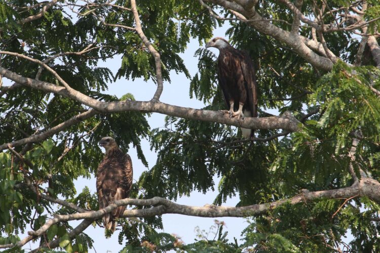 Madagascar Fish Eagles