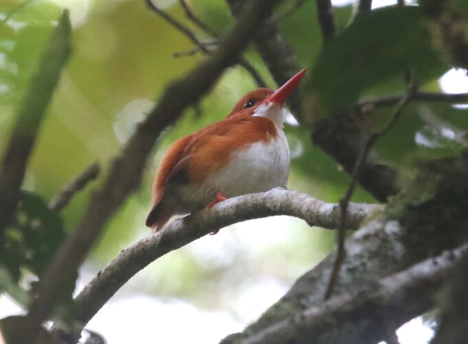 Madagascar Pygmy Kingfisher