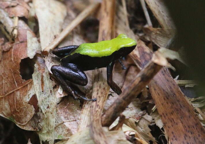 Mantella Frog